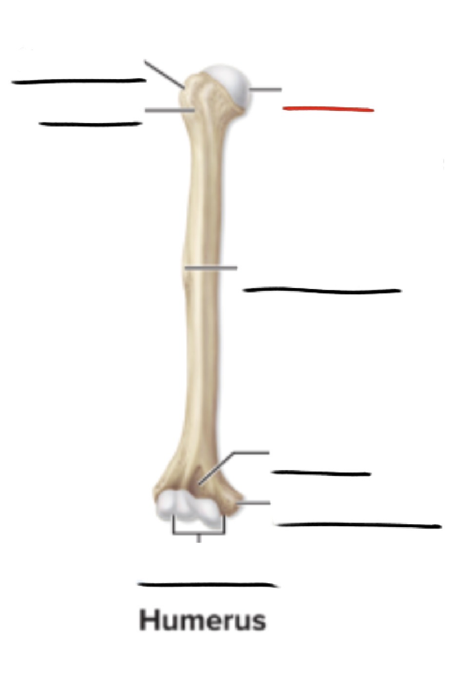 <p><strong>Anatomic Term</strong></p><p>Description</p><p>(General Structure)</p>