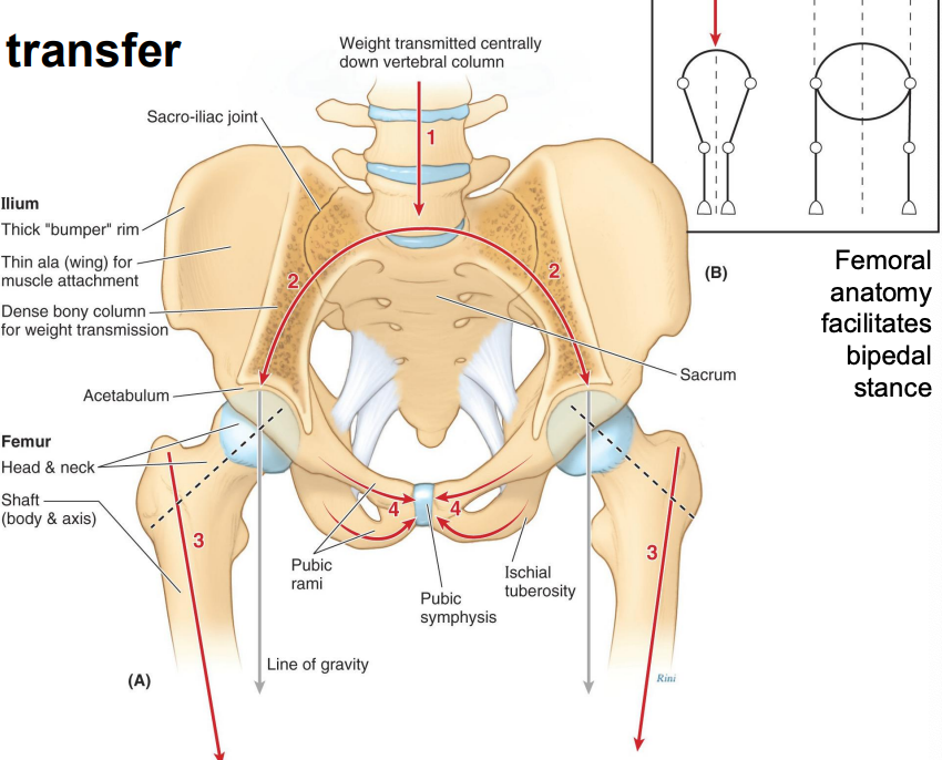 <ol><li><p>Weight is transferred down the vertebral column 2. At the sacrum, the weight is split and transferred down the arch to the femurs. 3. The neck of the femur transfers the weight down the main body of the femur. 4. The pubic bone acts as a strut to brace the pelvis and support the arch. 5. Femoral anatomy allows for bipedal stance</p></li></ol><p></p>