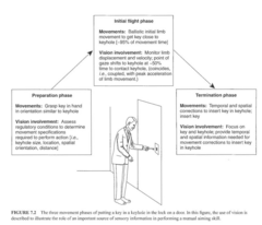 <p>Open-loop control during movement initiation and closed-loop control during movement termination.</p>
