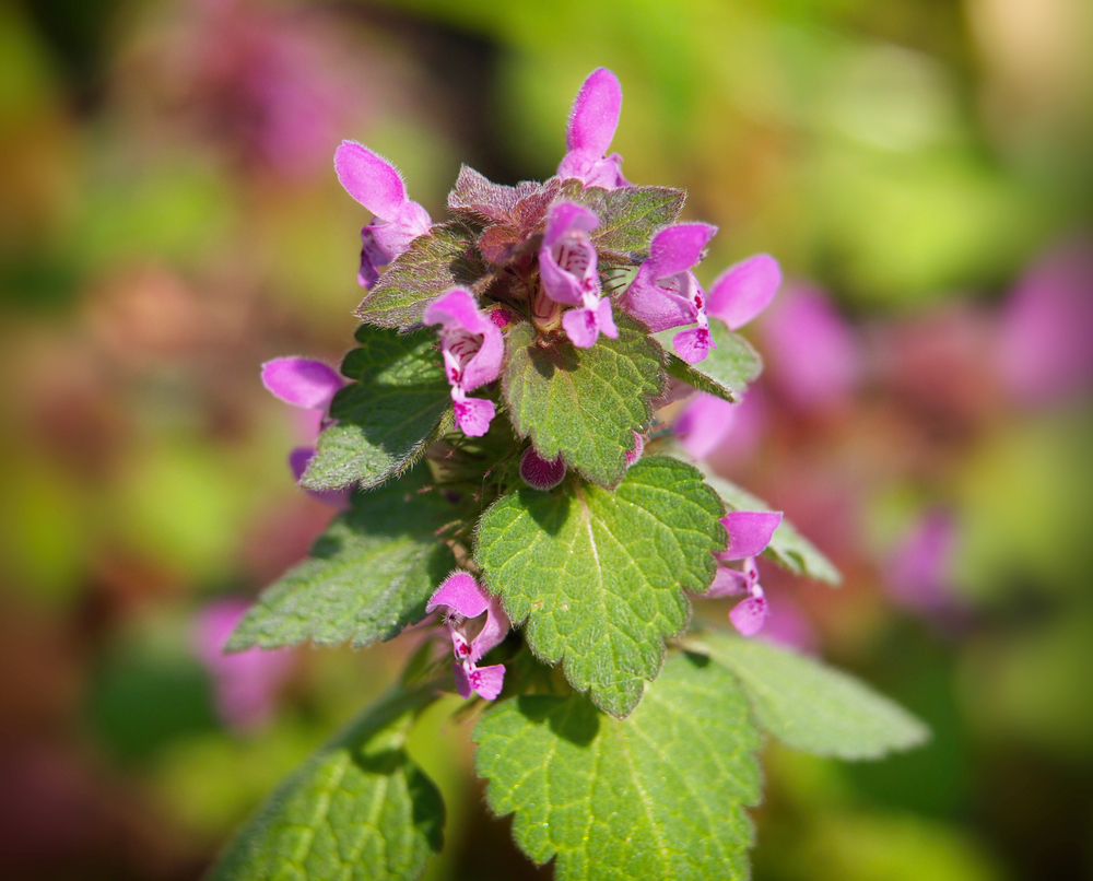 <ul><li><p>einjährige oder ausdauernde krautige Pflanze</p></li><li><p>Honigpflanze</p></li><li><p>Futter für Bienen</p></li><li><p>Pflanzenteile dienen zur Herstellung von Tee (bes. Entwässerung)</p></li><li><p>Volksmedizin: gegen Atemwegserkrankungen, Magen-Darm-Beschwerden</p></li><li><p>blüht weiß, gelb oder purpurrot (gelb nur im Wald)</p></li></ul><p></p>