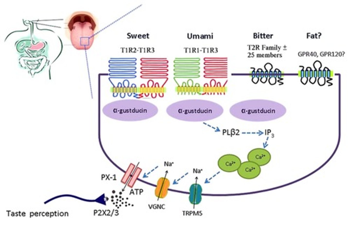 <p>T1R2/T1R3 (G-protein coupled receptors - GPCR).</p>