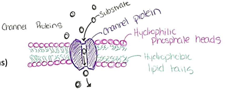 <p>substances move through water-filled channels</p><ul><li><p>leakage channels are always open</p></li><li><p>gated channels are controlled by chemical or electrical signals</p></li></ul><p></p>