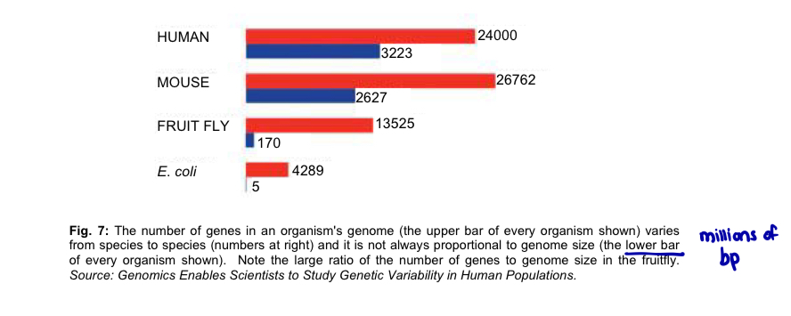 <p>c. <mark data-color="red" style="background-color: red; color: inherit;">Prokaryotic genomes have much higher gene densities than that of eukaryotes</mark></p><ol><li><p>the measure of the <strong>number of genes per million base pairs (Mb)</strong> in the genome —> <strong>gene density</strong></p></li><li><p><strong>human</strong> genome has an estimated 100-fold <strong>lower</strong> gene density than that of a typical prokaryote, despite its approximately 1000 times larger genome size</p></li></ol><p></p><p></p>