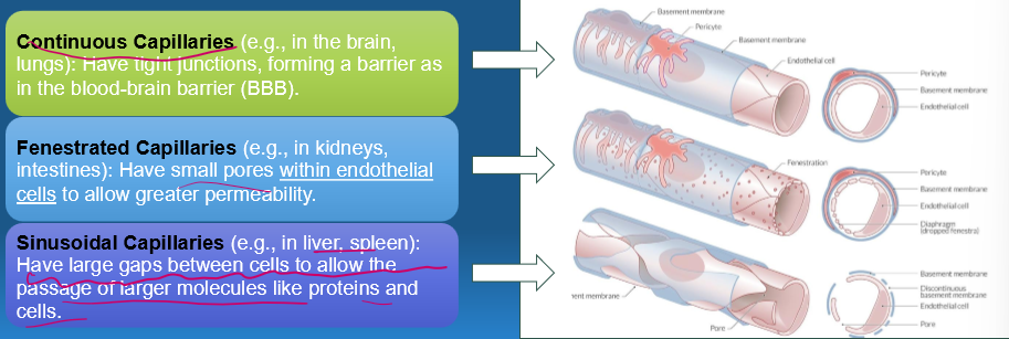 <ul><li><p>Have small pores <strong>within endothelial cells </strong>to allow greater permeability.</p></li><li><p>E.g. in kidneys, intestines</p></li></ul><p></p>