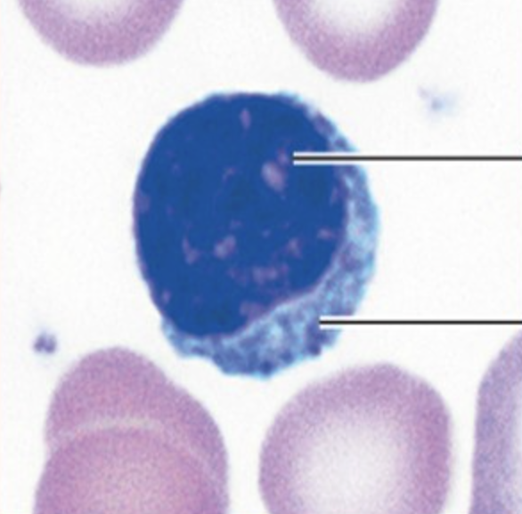 <p>Name the function of this cell</p>