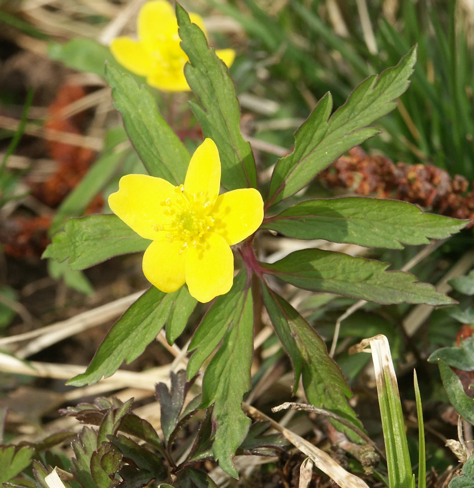 <p>Ranunculaceae</p>