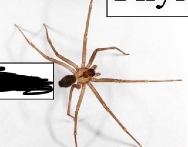 <p>What arthropoda subphylum is this in?</p>