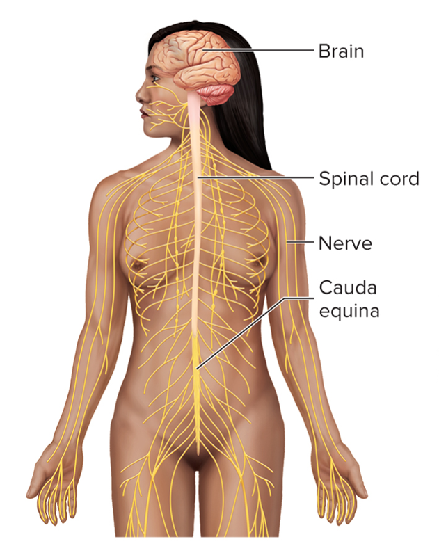 <p>Nervous System</p>