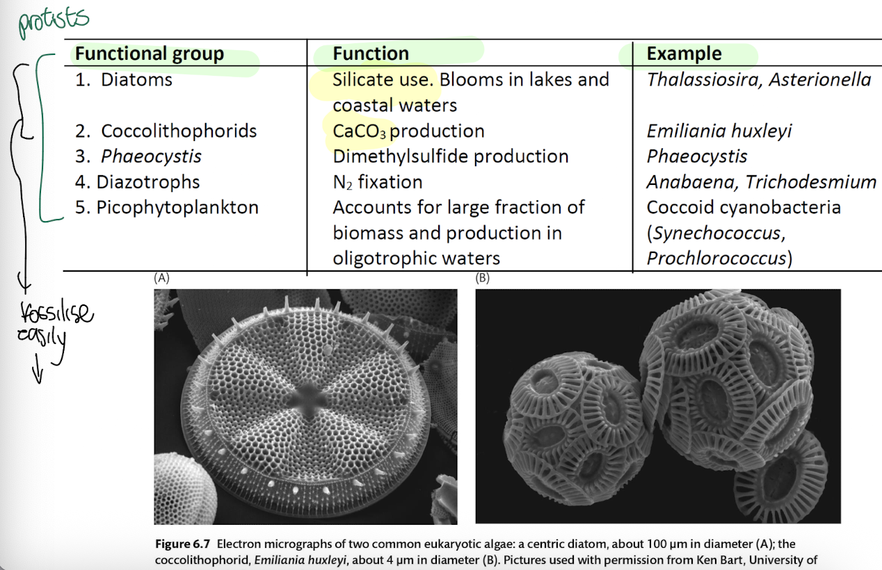 <ol><li><p><strong>Diatoms: </strong>Silicate users; bloom-formers</p></li><li><p><strong>Coccolithophores: </strong>CaCO₃ producers</p></li><li><p><strong>Phaeocystis: </strong>Dimethylsulfide producers</p></li><li><p><strong>Diazotrophs: </strong>N₂-fixers (<em>Anabaena, Trichodesmium</em>)</p></li><li><p><strong>Picophytoplankton: </strong><em>Synechococcus, Prochlorococcus</em></p></li></ol><p></p>