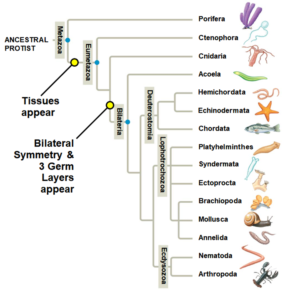 <p>Relationships among living animals + phylogeny (4)</p>
