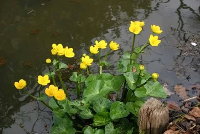 <p>Caltha palustris</p><p>Marsh marigold</p><p><span>A rhizomatous, marginal aquatic perennial to 50cm, with rounded, rich green leaves and clusters of deep yellow flowers 4cm in width</span></p>