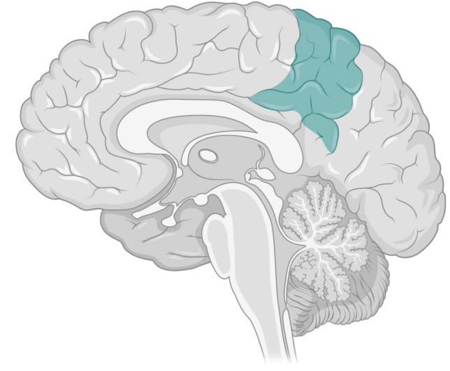 <p>Function of parietal lobe</p>
