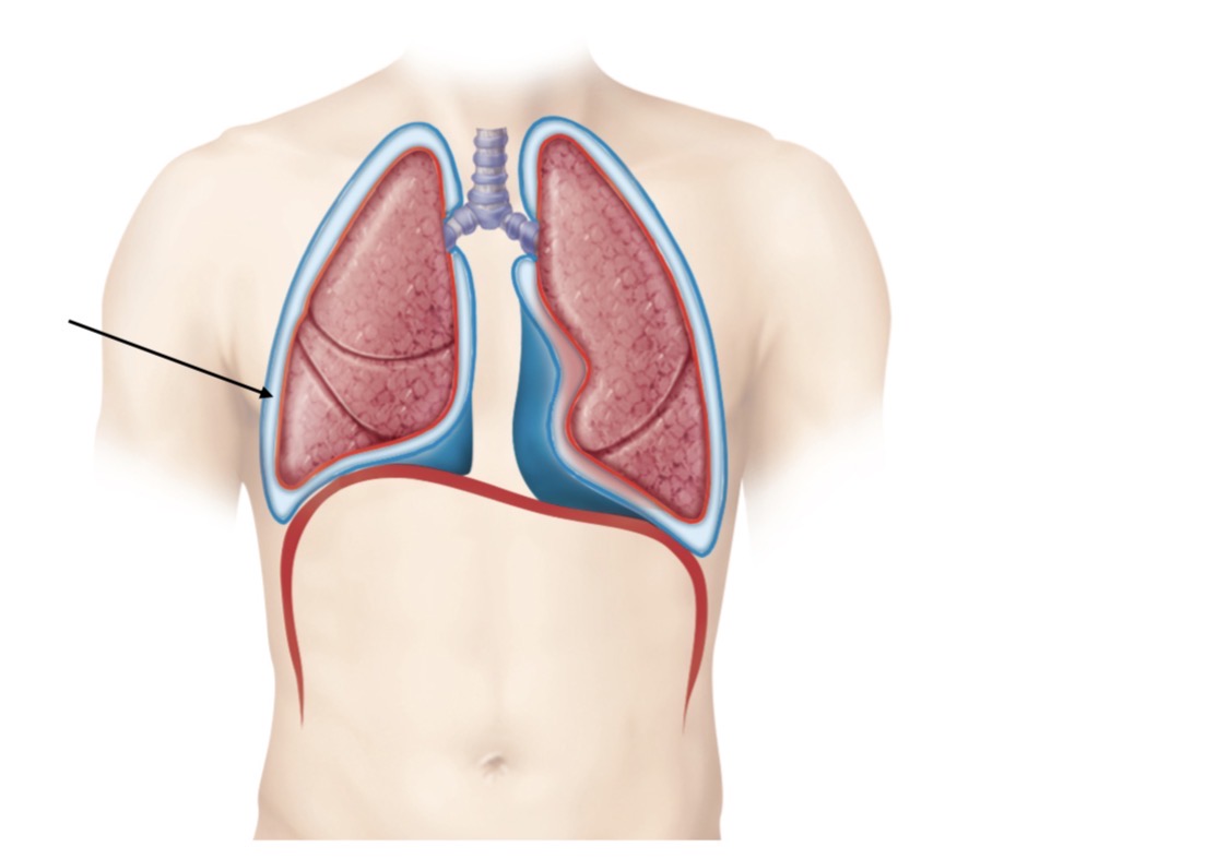 <p>Name the cavity</p>