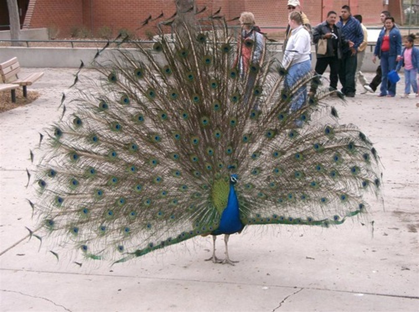 <p>to wave or flutter showily</p>