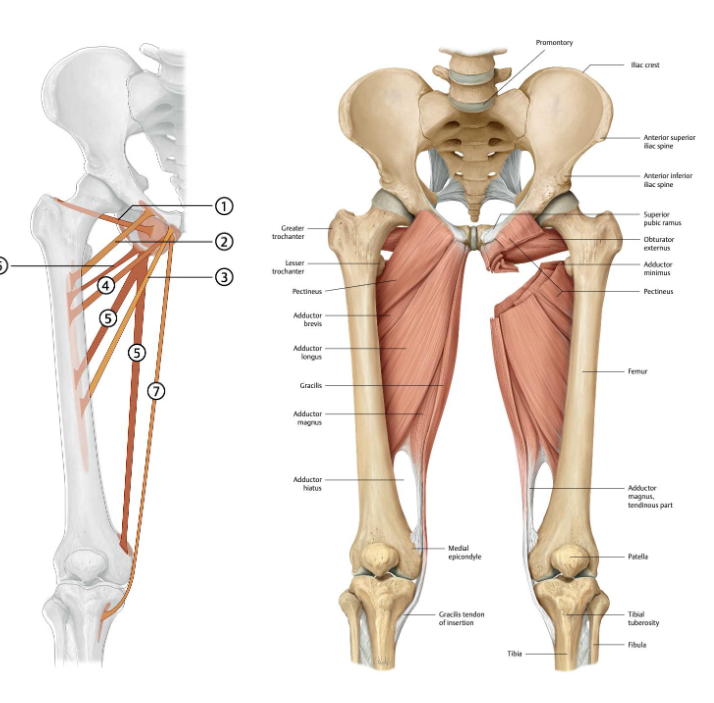 <p><strong>origo</strong>: op ramus inferior ossis pubis net onderaan de symphisis pubis </p><p><strong>insertie</strong>: mediale tibia condyl (als middelste teen van de pes anserinus)</p><p><strong>functie</strong>:</p><ul><li><p>art. coxae: <strong>adductie </strong>en anteflexie</p></li><li><p>art. genu: <strong>flexie </strong>en endorotatie</p></li></ul><p></p><p><strong>innervatie</strong>: n. obturatorius (L2-L4)</p><p></p><p></p>