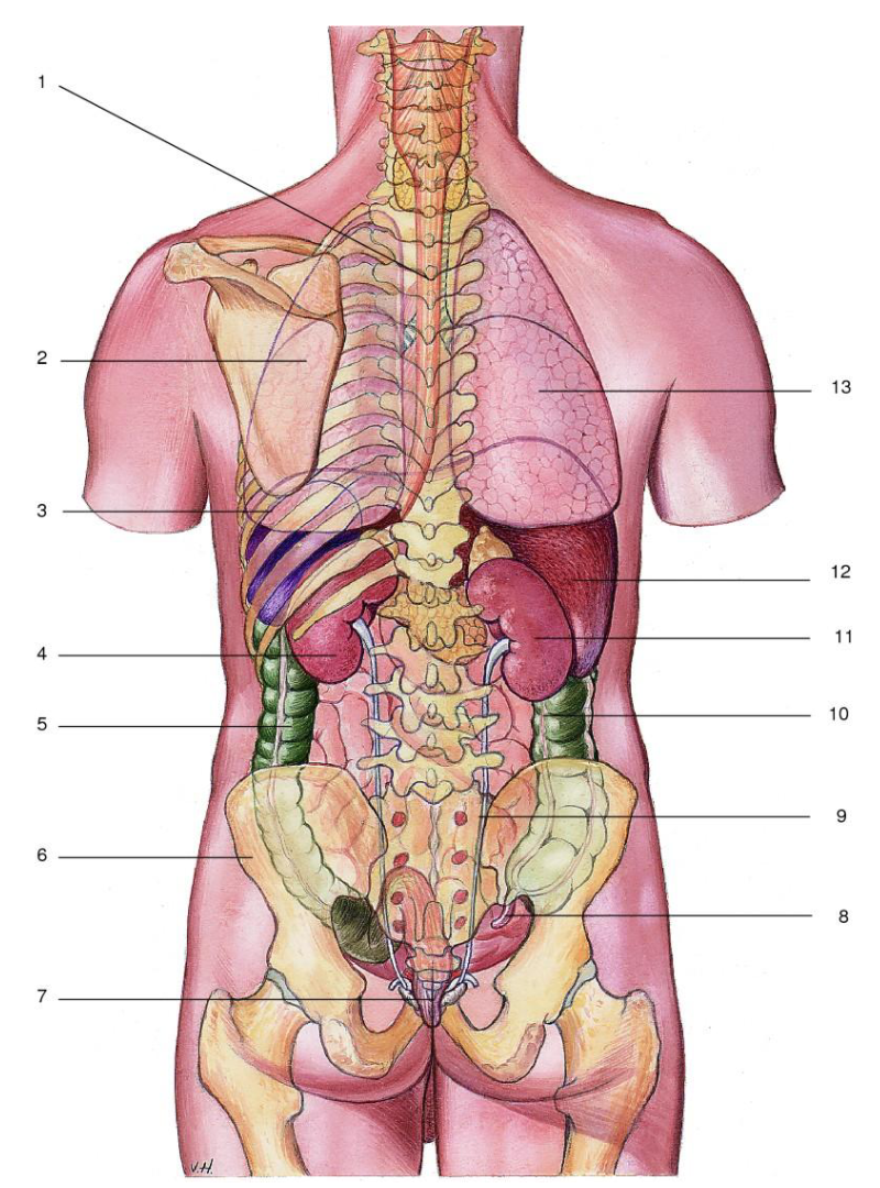 <p>12</p>