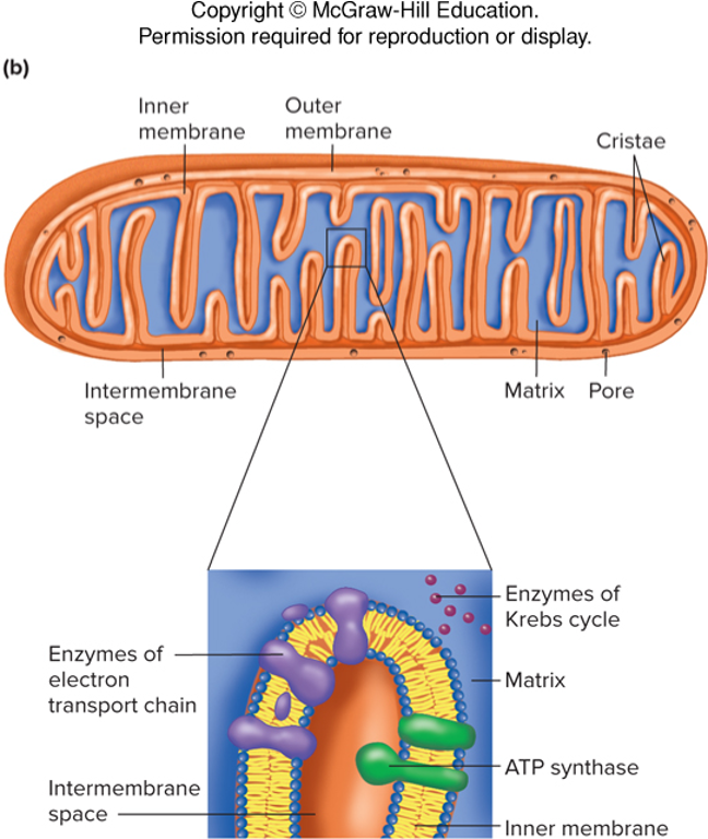 <p>membrane bound cytoplasmic organelles</p><ul><li><p>many in each eukaryotic cell</p></li><li><p>outer membrane surrounds wrinkled inner membrane </p></li><li><p>produce energy packets (ATP) trough the Krebs cycle and oxidative phosphorylation</p></li></ul><p></p>
