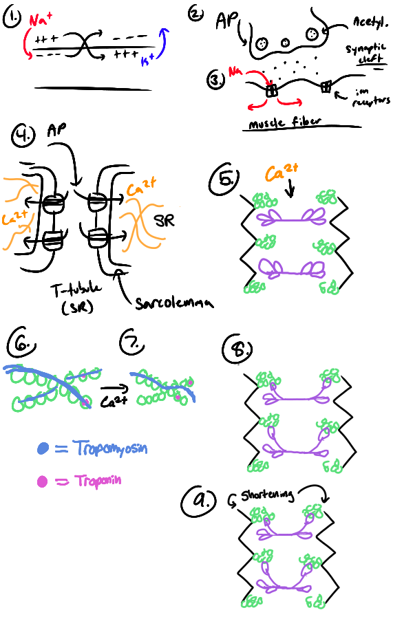 <ol><li><p>Begins with the resting state</p></li><li><p>AP travels down the motor neuron to the myoneural junction (motor end plate)</p></li><li><p>Acetlycholine is released; the sacrolemma and membranes depolarize (Na<sup>+</sup> flux into fiber)</p></li><li><p>AP is transmittee via the T-Tubules to the sarcoplasmic reticulum (SR)</p></li><li><p>Calcium<sup>2+</sup> is released from the terminal cisternae of the SR into the sarcoplasm</p></li><li><p>Ca<sup>2+ </sup>binds to troponin</p></li><li><p>Tropomyosin moves to expose myosin binding sites on actin</p></li><li><p>Actin-myosin bridges form (actomyosin)</p></li><li><p>Myostin ATPase activated, ATP is hydrolyzed and the myosin head rotates</p></li><li><p>Repeated over and over; filaments slide causing shortening of sarcomere</p></li></ol><p></p>
