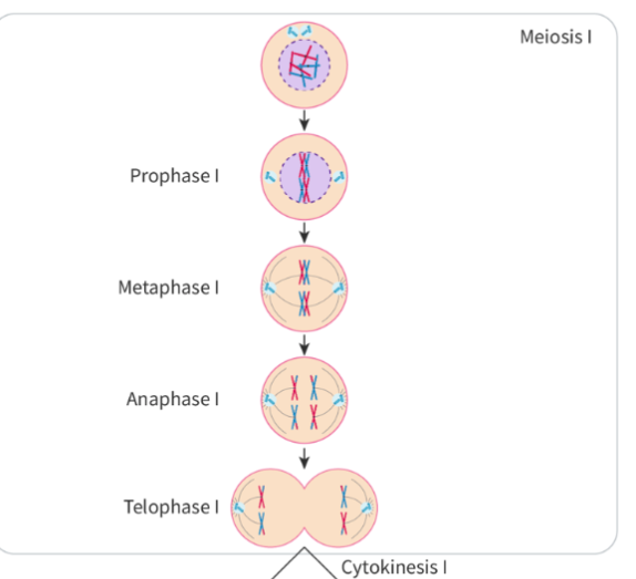 <ul><li><p>produces 4 genetically unique daughter haploid nuclei</p></li><li><p>is reduction division</p></li></ul><p></p><p>Meiosis I</p><p>P1: </p><ul><li><p>nuclear mmebrane disintegrates</p></li><li><p>MTOCs migrate to opposite poles</p></li><li><p>spindle fibres form</p></li><li><p>chromatin condenses into chromosomes —> sets of sister chromatids join into a bivalent/tetrad. crossing over may occur (Exchanging equivilant DNA segments between non-sister chromatids)</p></li></ul><p>M1:</p><ul><li><p>spindle fibres attahc to centromeres of homologous chromosomes to pull bivalents to centre of cell</p></li><li><p>maternal &amp; paternal homologues show random orientation to poles (orientation of maternal is independent of other paternal)</p></li></ul><p>A1:</p><ul><li><p>spindle fibres shorten to separate bivalent</p></li><li><p>pulls homologous chromoosmes to opposite poles</p></li><li><p>sister chromatids still connected at centromere</p></li></ul><p>T1:</p><ul><li><p>homologous chromosomes reach poles of the cell and decondense</p></li><li><p>nuclear membrane forms</p></li><li><p>spindle fibres breakdown</p></li></ul><p></p><p>now, is cytokinesis, and interkinesis (resting)</p><p></p>