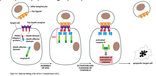 <ol><li><p>Fas ligan on cytotoxic killer lymphocytes binds to Fas death receptor on target cell, activating Fas death receptors</p></li><li><p>Activated Fas death receptors lead to activation of intracellular death domains</p></li><li><p>Fas death receptor death domain binds to death domain on adaptor protein, FADD (Fas-associated death domain)</p></li><li><p>FADD death effector domain binds to the death effector domain on initiator caspase (primarily caspase-8)</p></li><li><p>FADD-caspase complex is called the death-inducing signaling complex (DISC)</p></li><li><p>Adjacent initiator caspases in the DISC interact and form an activated dimer that cleaves itself from death effector domain</p></li><li><p>Activated initiator caspase dimer cleaves executioner caspases by proteolytic cleavage</p></li></ol><p></p>