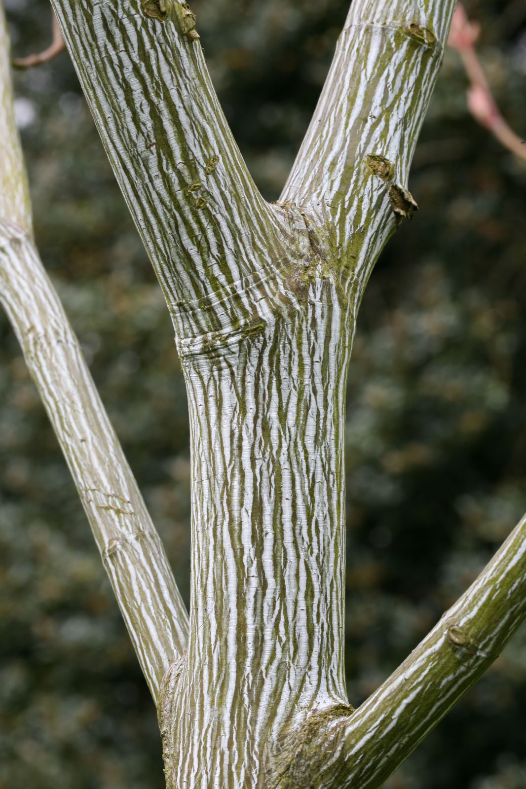 <p>Striped Maple/Goose Foot Maple </p><ul><li><p>Shizocarps of samaras </p></li><li><p>Yellow fall color </p></li><li><p>Small slow growing understory tree </p></li><li><p>One of the most shade tolerant species of maple </p></li><li><p>Sequential hermaphrodite - change sex throughout lifetime </p></li><li><p>Large shrub or small deciduous tree growing 16-33ft tall </p></li><li><p>Trunk up to 8in in diameter </p></li><li><p>Broadly columnar with short, forked trunk that divides into a flat-topped crown </p></li><li><p>Blooms in late spring with yellowish-green bell-shaped inflorescences that hang in long, slender clusters. </p></li><li><p>Young bark is smooth gray-green with prominent white vertical striping. </p></li><li><p>Bark becomes brownish/gray with age - striped darken to a reddish-brown </p></li><li><p>Broad and soft leaves - finely serrated edges and three shallow forward-pointing lobes. </p></li><li><p>Turn bright yellow in the fall </p></li><li><p></p></li></ul><p></p>