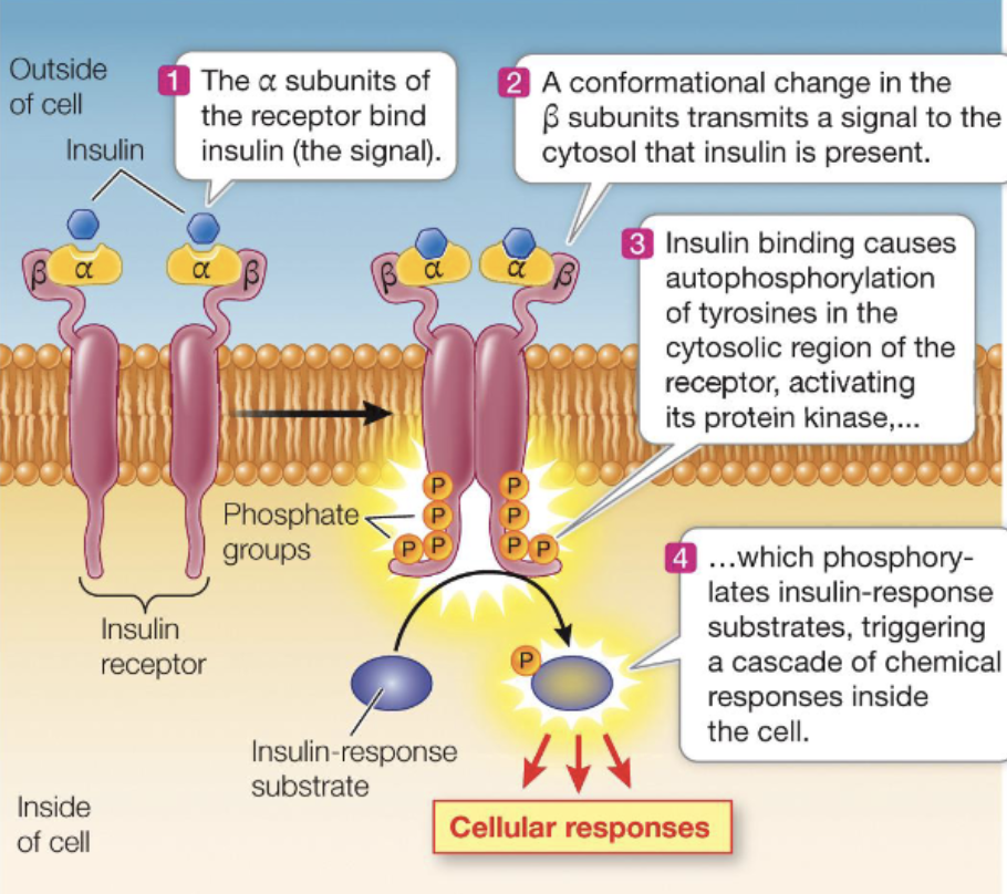 <ol><li><p>The alpha subunits of the receptor binds insulin (signal)</p></li><li><p>The conformational change in the beta subunits transmit a signal to the cytosol that insulin is present</p></li><li><p>Insulin binding causes autophosphorylation or tyrosines in the cytosolic region of the receptor, activating its protein kinase</p></li><li><p>Phosphorylates insulin-response substrates, triggering a cascade of chemical responses inside the cell</p></li></ol><p></p>