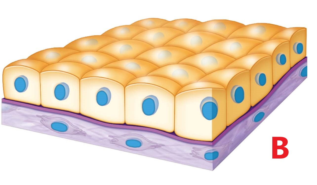<p>Which is Uroepithelium?</p>