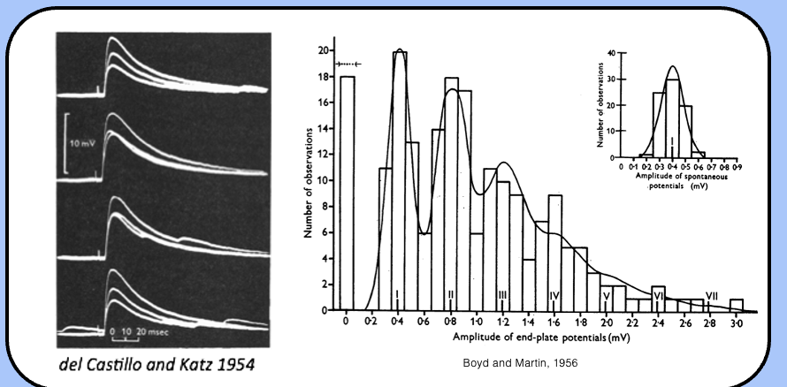 <p>The EPP was quantized, the amplitude of the EPPs were integer multiples of the mEPP</p>