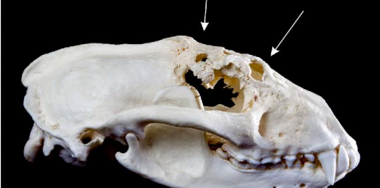 <p>Identify the causative agent</p>