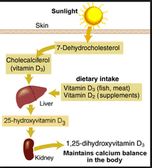 <p>Vitamin D3</p>