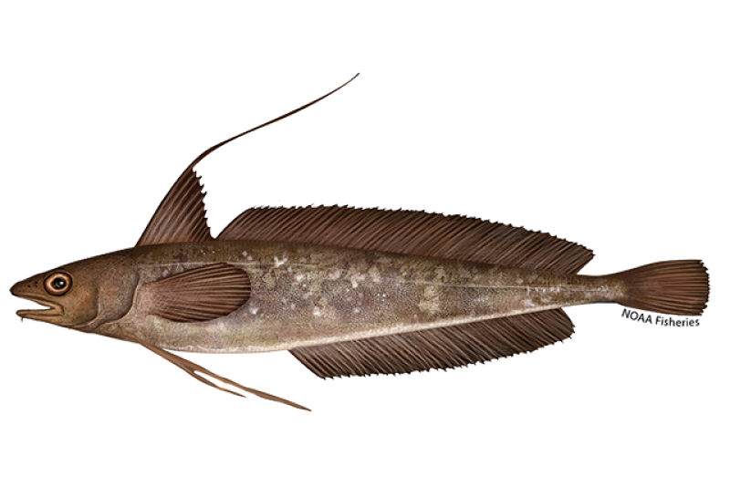 <ul><li><p><span style="background-color: transparent;"><strong><em><u>3 gill rakers “red has three letters”</u></em></strong></span></p></li><li><p><span style="background-color: transparent;">showy long filaments, especially on longest filament 1st dorsal</span></p></li><li><p><span style="background-color: transparent;">(can be broken off though)</span></p></li></ul><p></p>