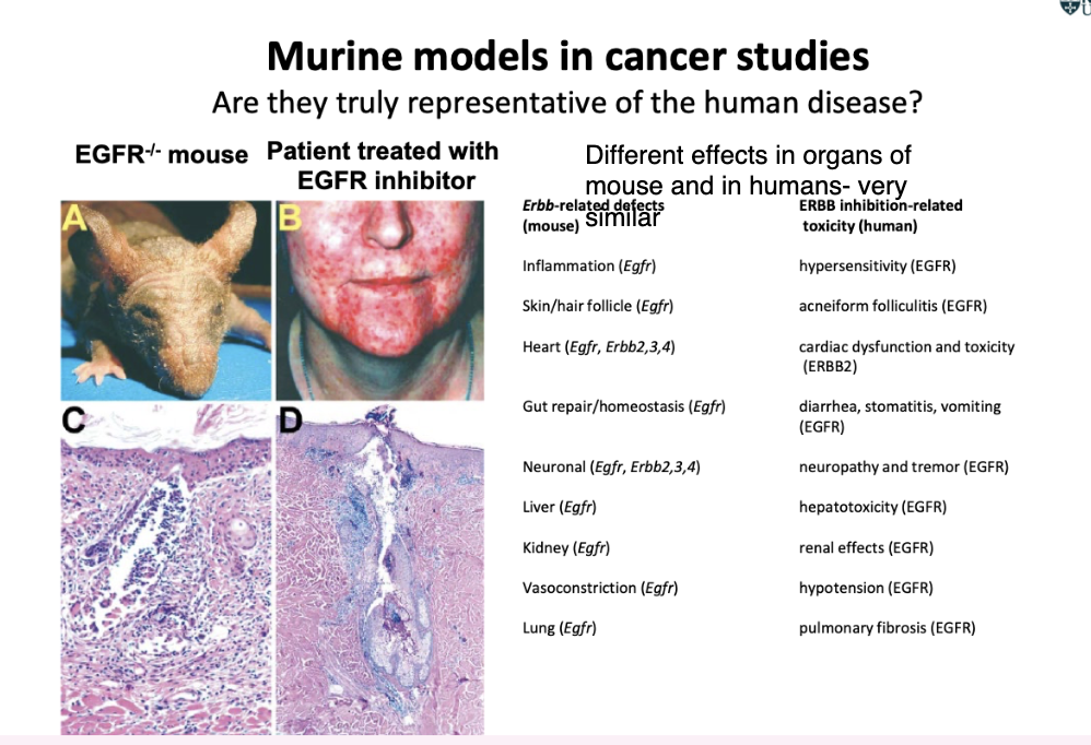 <p><span style="background-color: inherit; line-height: 22px; color: windowtext;">Might not be representative of human- e.g. drug works in mouse but not when put into human </span><span style="line-height: 22px; color: windowtext;"> </span></p><p><span style="line-height: 22px; color: windowtext;">HOWEVER</span></p><ul><li><p><span style="background-color: inherit; line-height: 22px; color: windowtext;">EGFR knocked out in mouse- skin inflammation and hair follicle damage </span><span style="line-height: 22px; color: windowtext;"> </span></p></li><li><p><span style="background-color: inherit; line-height: 22px; color: windowtext;">Human patient treated with small molecule inhibitor (mimics the knockout )- many features seen in the human are the same as in the mouse- very similar pathology as in mouse </span><span style="line-height: 22px; color: windowtext;"> </span></p></li></ul><p></p>