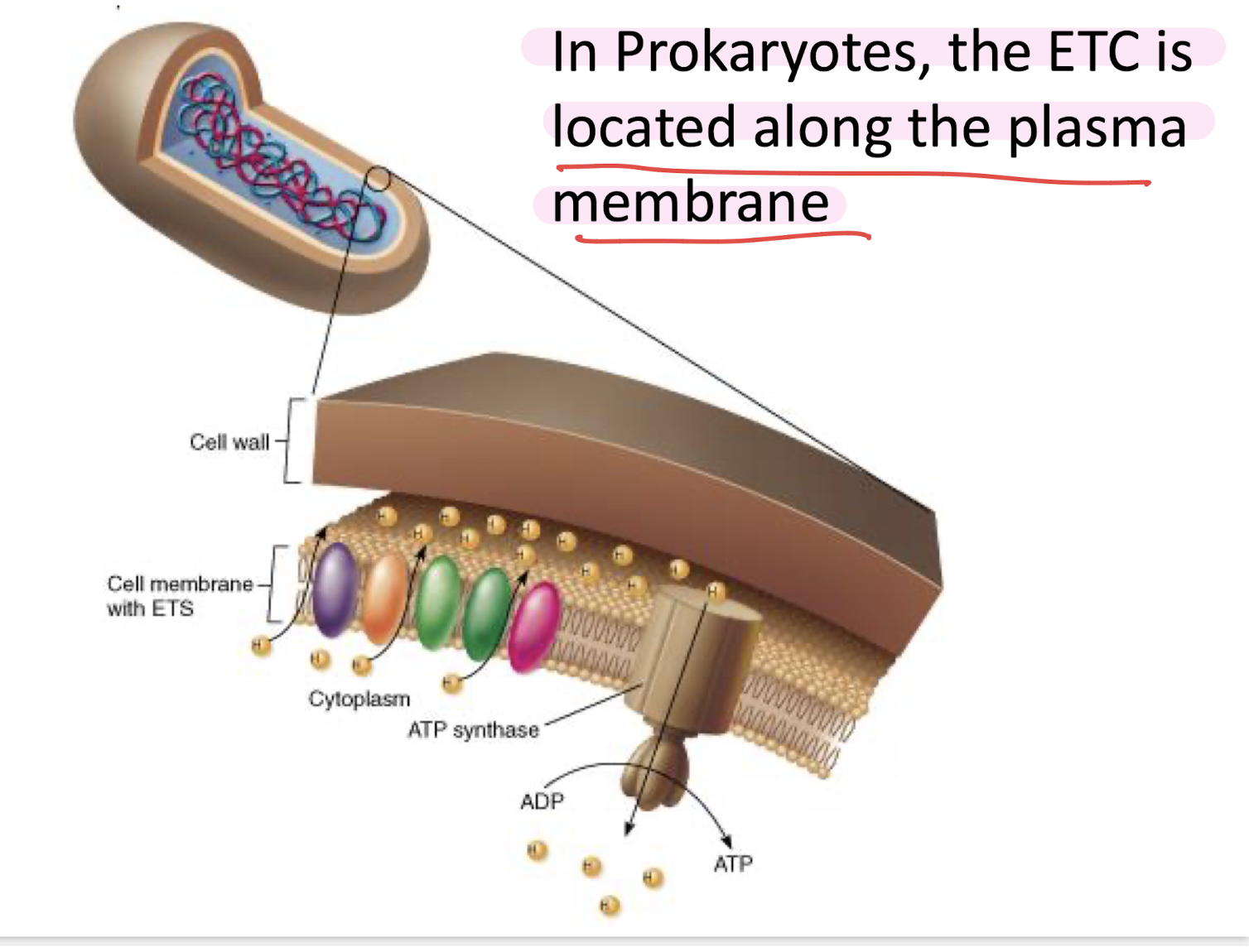 <p>along the plasma membrane </p>