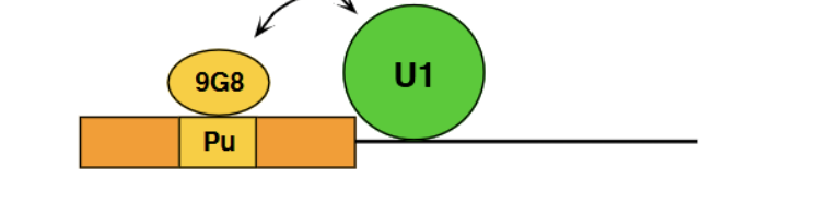 <p>9GB = SR protein which causes binding of U1 to the 5’ splice site. </p>