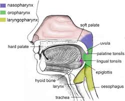 <p>superior- skull base </p><p>inferior- level of the soft palate (superior border of the uvula)</p>
