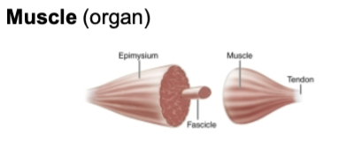 <ul><li><p>a muscle consists of hundreds to thousands of muscle cells, plus connective tissue wrappings, blood vessels, and axons (nerve fibers) </p></li><li><p>covered externally by the epimysium </p></li></ul><p></p>