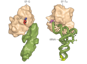 <p>the structures of both are very similar.</p>