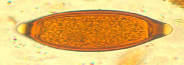 <p>Name, common name, sample</p>