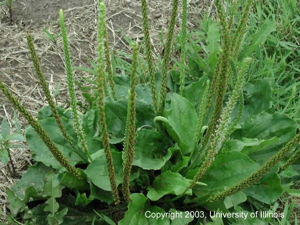 <p>Identify the weed</p>