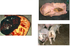 <p>A pig presents with dark, tarry feces and anemia. Eventually, the pig is found dead with a large blood clot in its stomach. There are no lesions in the intestine or colon. Thoughts?</p>
