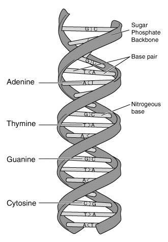 <ul><li><p><span>The sugar and phosphate lie on outside of helix</span></p></li><li><p><span>Nitrogenous bases are stacked in the interior</span></p></li><li><p><span>The strands of the helix run in opposite directions (anti-paralel orientation)</span></p></li><li><p><span>Each base from one strand interacts by hydrogen bonding with a base from the opposing strand</span></p></li></ul><p></p>