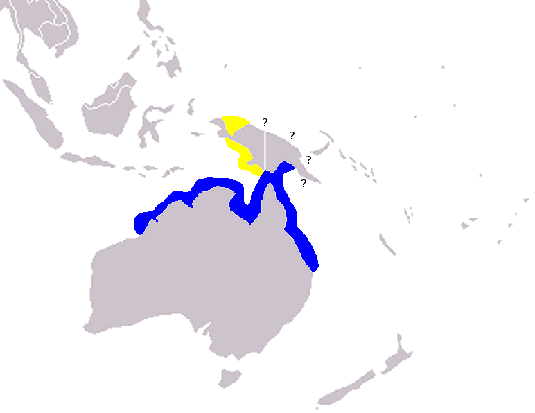 <p><strong>Australian snubfin dolphin</strong><br><span>(</span><strong><em>Orcaella heinsohni</em></strong><span>)</span><br><span>-Brownish on the top, lighter brown along the sides, and a white belly</span><br><span>-Rounded forehead</span><br><span>-Very small, "snubby" dorsal fin</span><br><span>-2.3&nbsp;m (F), 2,7m (M)</span><br><span>-Diet: fish, shrimp, and cephalopods</span><br>-Groups of <span>2–6, but larger groups (up to 14 individuals) have also been observed</span><br><span>-Populations are usually smaller than 150 individuals</span></p>