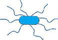 <p>flagella dispersed over surface of cell</p>
