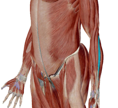 <p>what muscle is this</p>