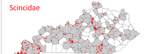 <p>Plestiodon laticeps</p>