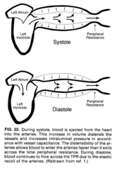 <p>Left ventricle of the heart.</p>