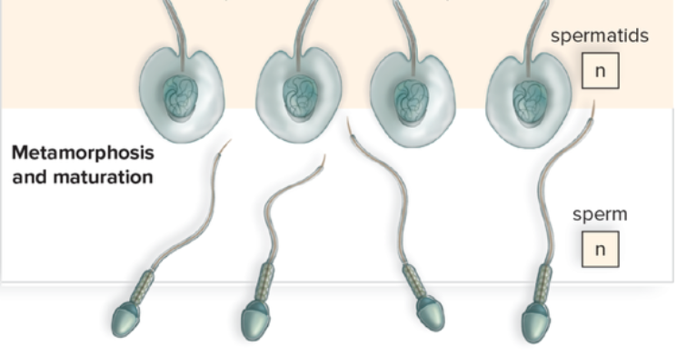 <p>This phase involves the transformation of spermatids into mature sperm cells (spermatozoa), characterized by the development of a flagellum and the condensation of the nucleus. </p>