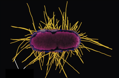 <p>hairlike bristles emerging from the cell surface</p>