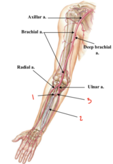 <p>What is labeled 3?</p>