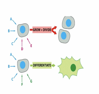 <p>they all must superscore for a specific response —> alters the protein function —> changes cell behavior</p>